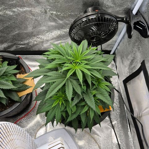 Northern Lights growlog timeline photo