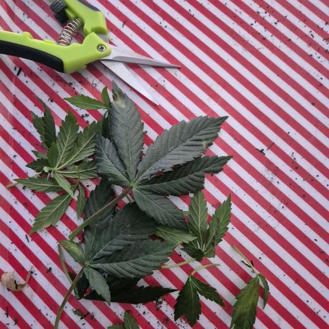 Northern Lights growlog photo: Desfolhamento