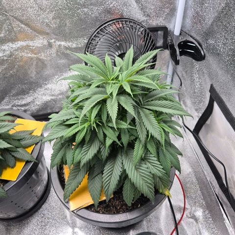 Northern Lights growlog timeline photo