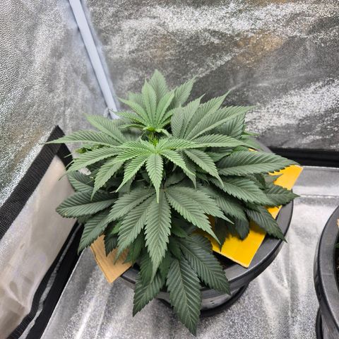 Northern Lights growlog timeline photo