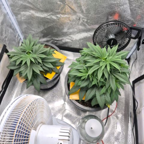 Northern Lights growlog timeline photo
