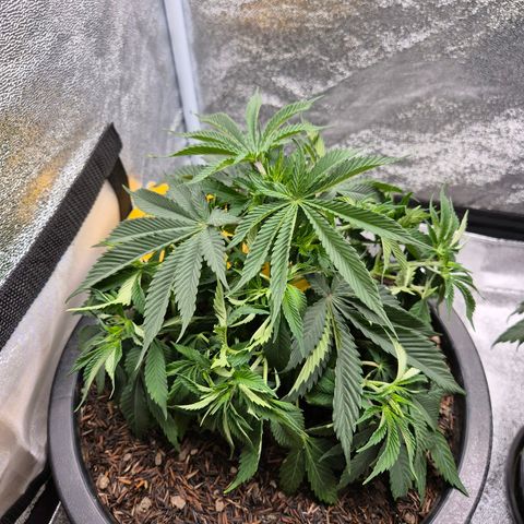 Northern Lights growlog timeline photo