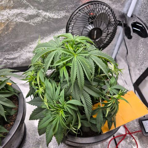 Northern Lights growlog timeline photo