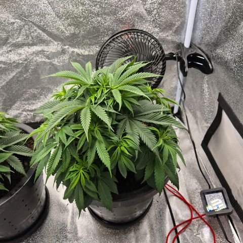 Northern Lights growlog timeline photo