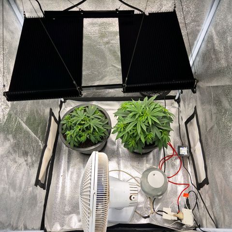 Northern Lights growlog timeline photo