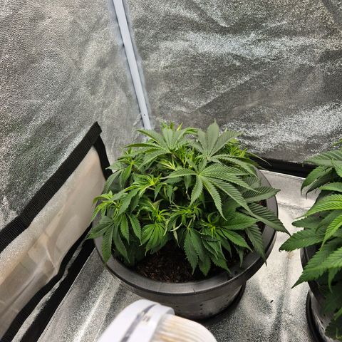 Northern Lights growlog timeline photo