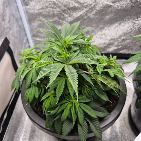 Northern Lights growlog timeline photo
