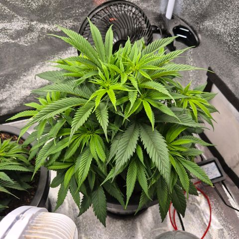 Northern Lights growlog timeline photo