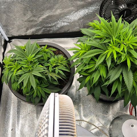 Northern Lights growlog timeline photo