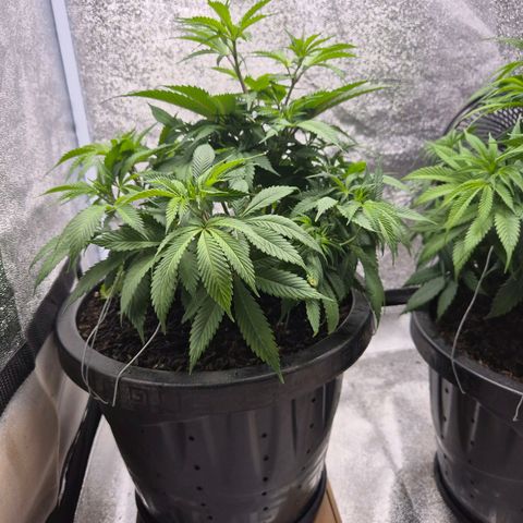 Northern Lights growlog photo: Dia de poda e rega antes do flip