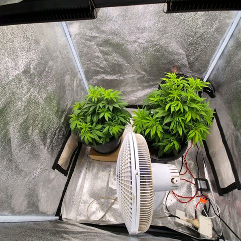 Northern Lights growlog photo: Dia de poda e rega antes do flip