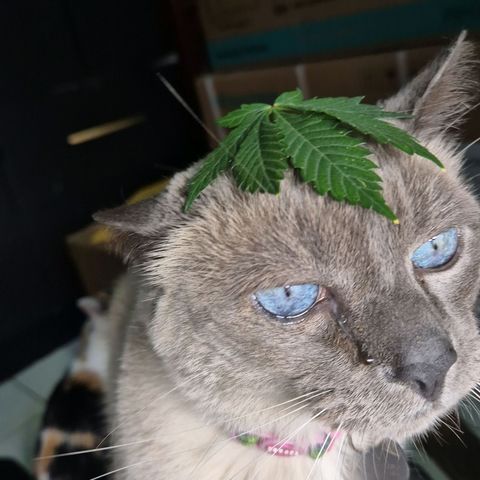 Northern Lights growlog photo: Dia de poda e rega antes do flip