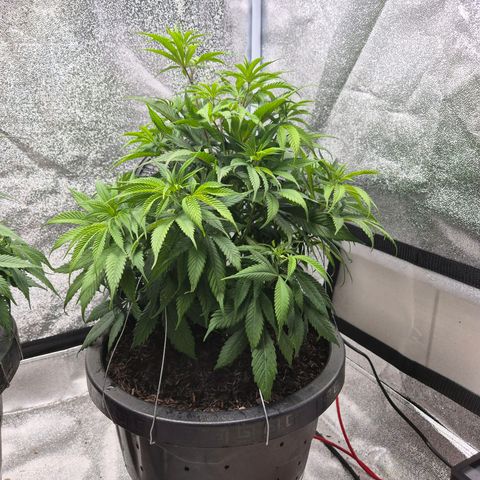 Northern Lights growlog photo: Dia de poda e rega antes do flip