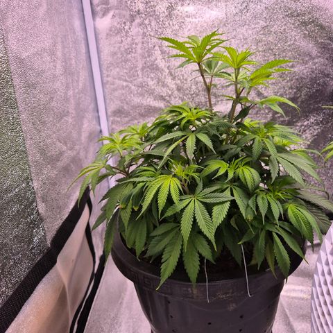 Northern Lights growlog timeline photo