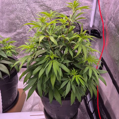 Northern Lights growlog timeline photo