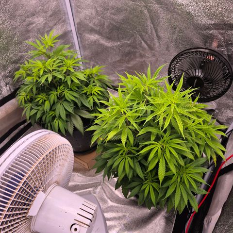 Northern Lights growlog timeline photo