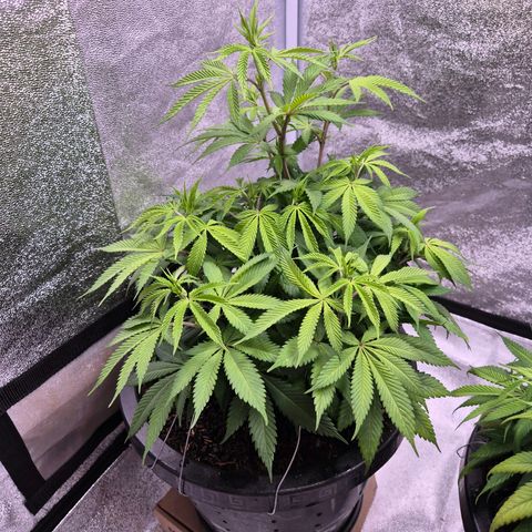 Northern Lights growlog photo: Dia de chá aerado