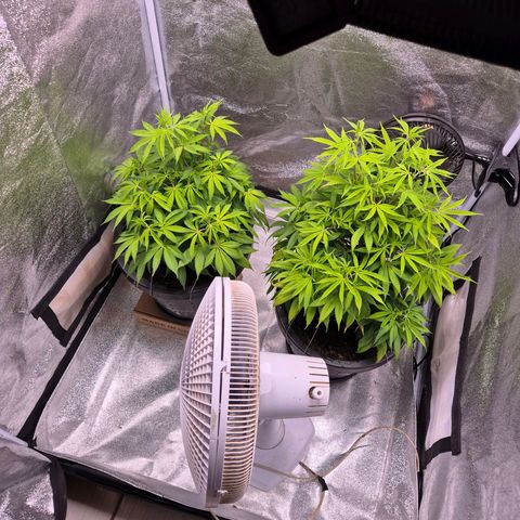 Northern Lights growlog photo: Dia de chá aerado