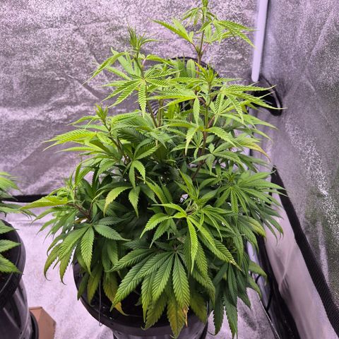 Northern Lights growlog photo: Dia de chá aerado
