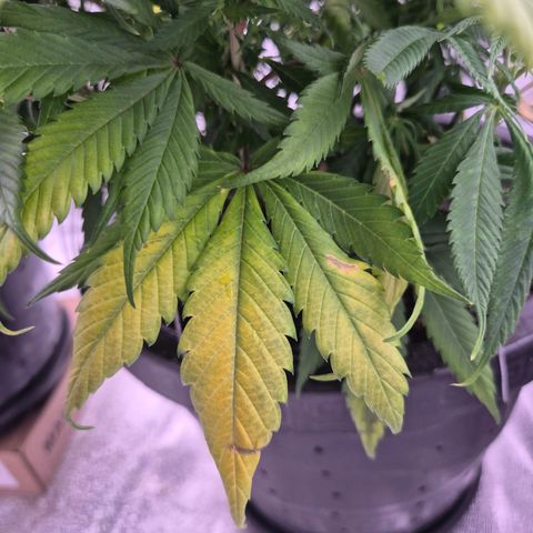 Northern Lights growlog timeline photo