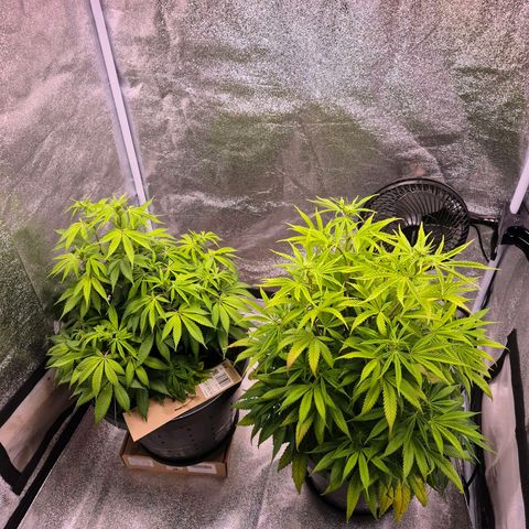 Northern Lights growlog timeline photo