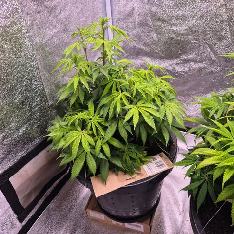 Northern Lights growlog timeline photo
