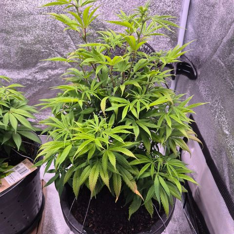 Northern Lights growlog timeline photo
