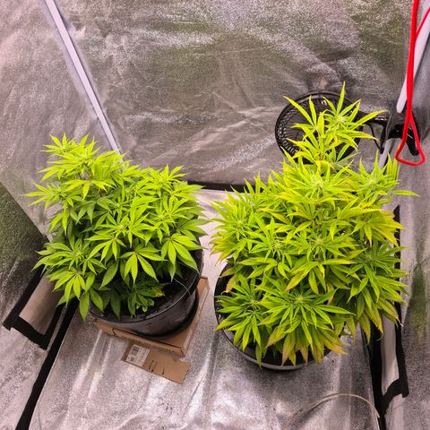 Northern Lights growlog timeline photo