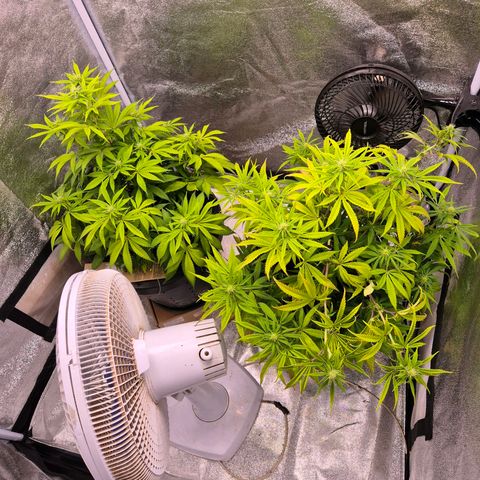 Northern Lights growlog photo: Dia de talento nas plantas. 