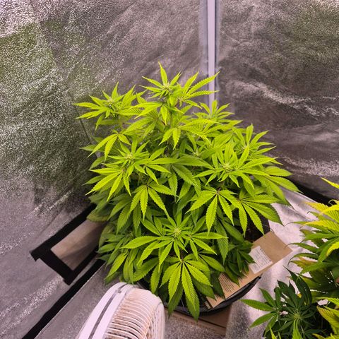 Northern Lights growlog photo: Dia de talento nas plantas. 