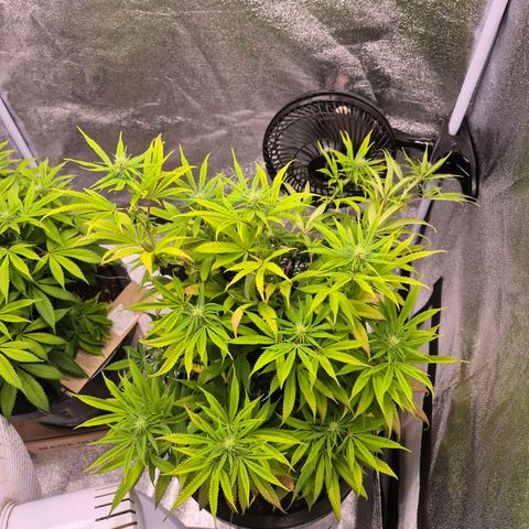Northern Lights growlog photo: Dia de talento nas plantas. 