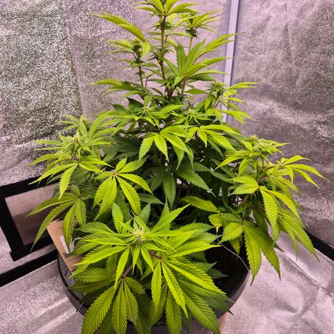 Northern Lights growlog photo: Dia de talento nas plantas. 