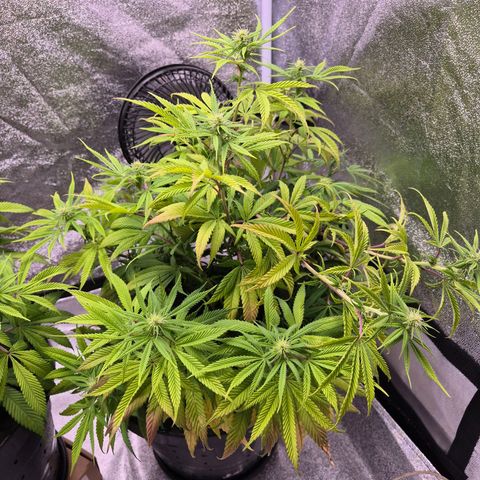 Northern Lights growlog photo: Dia de talento nas plantas. 