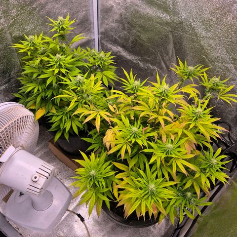 Northern Lights growlog timeline photo
