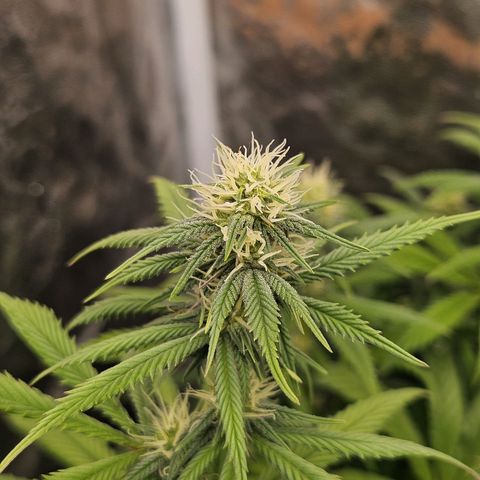 Northern Lights growlog timeline photo