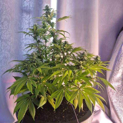 Northern Lights growlog timeline photo