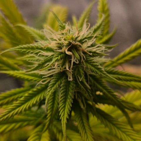 Northern Lights growlog timeline photo