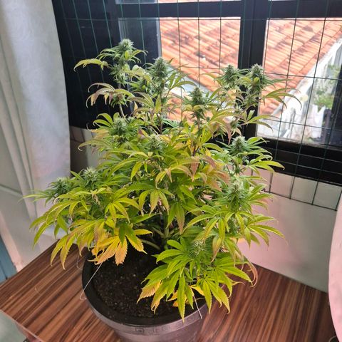 Northern Lights growlog timeline photo