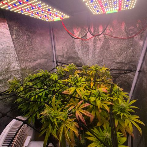 Northern Lights growlog timeline photo