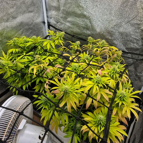 Northern Lights growlog timeline photo