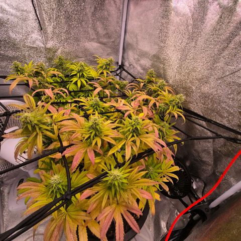 Northern Lights growlog photo: Planta que estava decente amarelou, provavelmente por causa da concentração de nutrientes. Espero que ela consiga sobreviver até a colheita