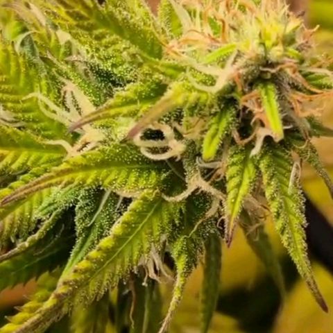 Northern Lights growlog photo: Planta que estava decente amarelou, provavelmente por causa da concentração de nutrientes. Espero que ela consiga sobreviver até a colheita