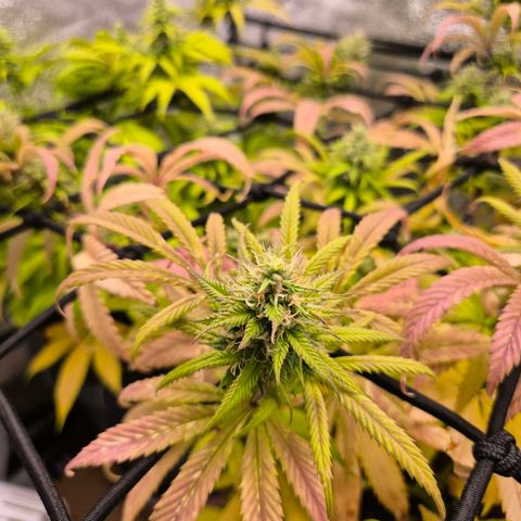 Northern Lights growlog timeline photo