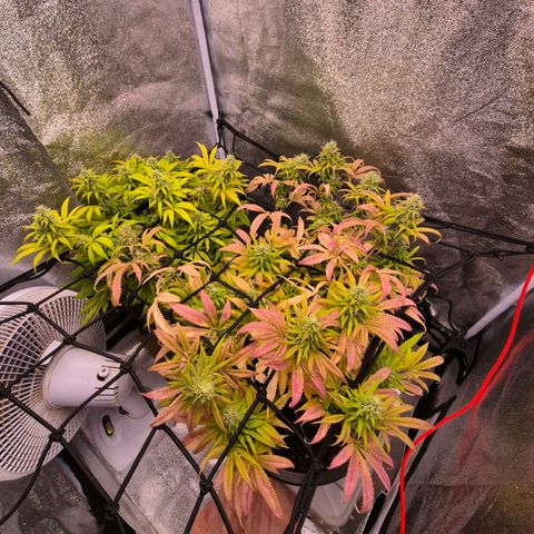 Northern Lights growlog photo: Uma planta morrendo, mas vai resistir até o final 