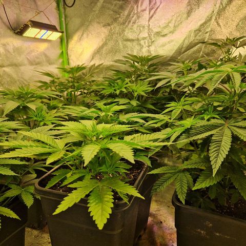 Cherry Mac Muffin #2 growlog timeline photo