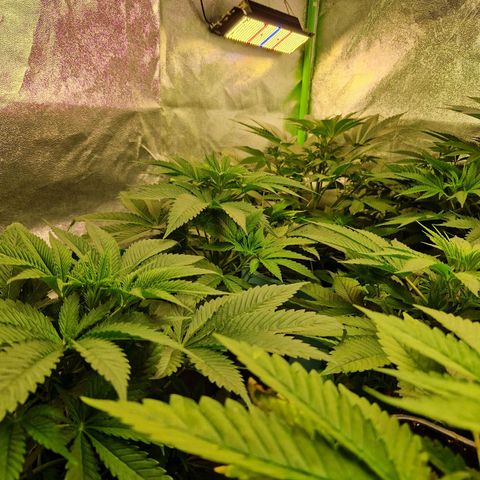 Cherry Mac Muffin #2 growlog timeline photo