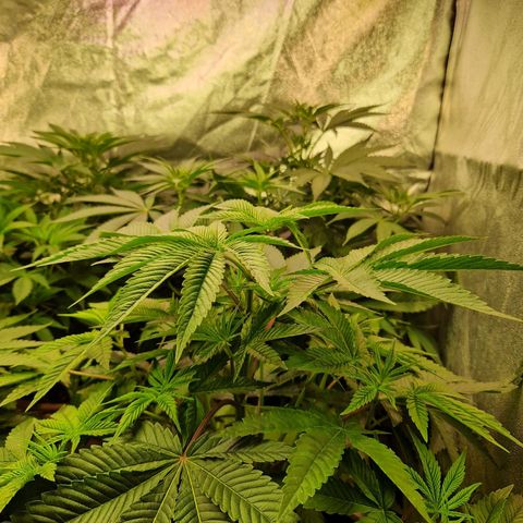 Cherry Mac Muffin #2 growlog timeline photo