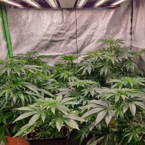 Cherry Mac Muffin #2 growlog photo: Neue Lampe Phlizon 720 W 