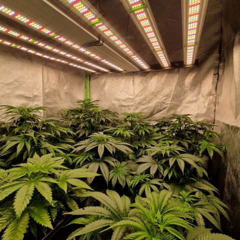 Cherry Mac Muffin #2 growlog photo: 2 Tage mit Phlizon 720W