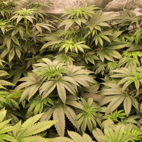 Cherry Mac Muffin #2 growlog photo: 2 Tage mit Phlizon 720W